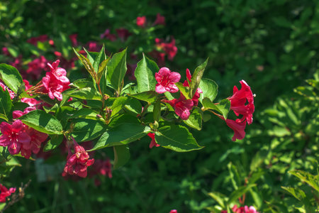 Pink delicate weigela flowers in the spring gardenの写真素材