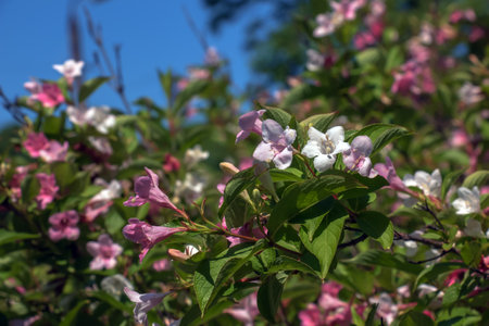 Pink delicate weigela flowers in the spring gardenの写真素材