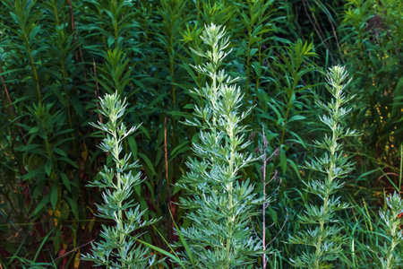Wormwood or Artemisia absinthium L on a blurred backgroundの写真素材