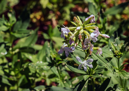 Saponaria officinalis blooms in July. Saponaria officinalis, common soapwort, bouncing-bet, crow soap, wild sweet William, and soapweed, is a common perennial plant from the family Caryophyllaceae.の写真素材