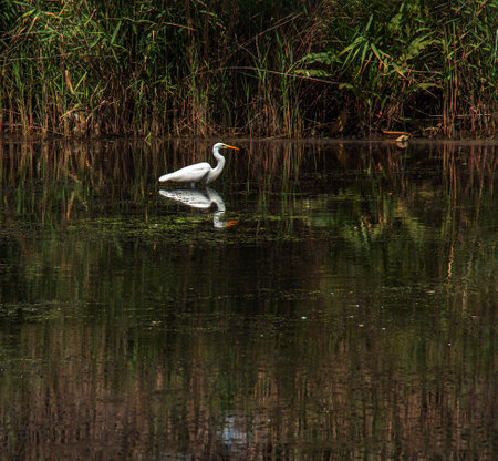 The European wild heron feeds in a river inlet with reeds. The bird catches food in the pond. The white plumage of a heron reflecting in the water.の写真素材