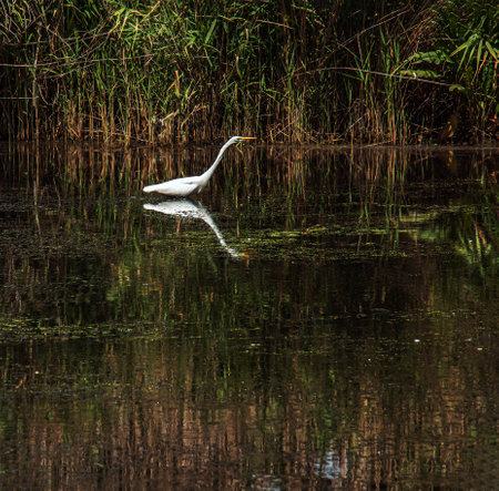 The European wild heron feeds in a river inlet with reeds. The bird catches food in the pond. The white plumage of a heron reflecting in the water.の写真素材