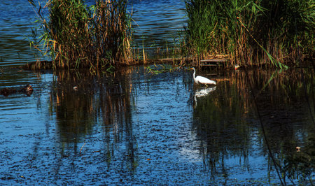 The European wild heron feeds in a river inlet with reeds. The bird catches food in the pond. The white plumage of a heron reflecting in the water.の写真素材