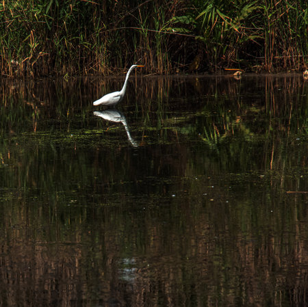The European wild heron feeds in a river inlet with reeds. The bird catches food in the pond. The white plumage of a heron reflecting in the water.の写真素材