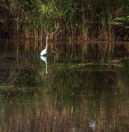 The European wild heron feeds in a river inlet with reeds. The bird catches food in the pond. The white plumage of a heron reflecting in the water.の写真素材
