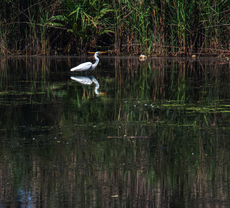 The European wild heron feeds in a river inlet with reeds. The bird catches food in the pond. The white plumage of a heron reflecting in the water.の写真素材