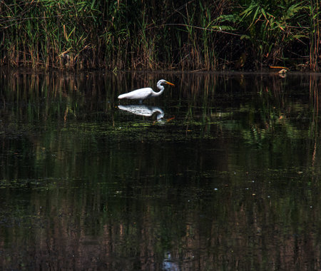 The European wild heron feeds in a river inlet with reeds. The bird catches food in the pond. The white plumage of a heron reflecting in the water.の写真素材