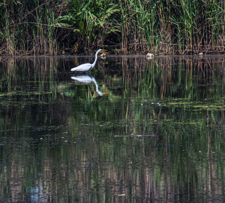 The European wild heron feeds in a river inlet with reeds. The bird catches food in the pond. The white plumage of a heron reflecting in the water.の写真素材