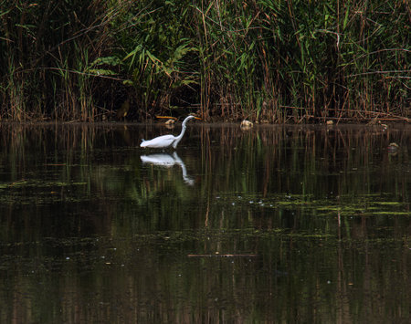 The European wild heron feeds in a river inlet with reeds. The bird catches food in the pond. The white plumage of a heron reflecting in the water.の写真素材