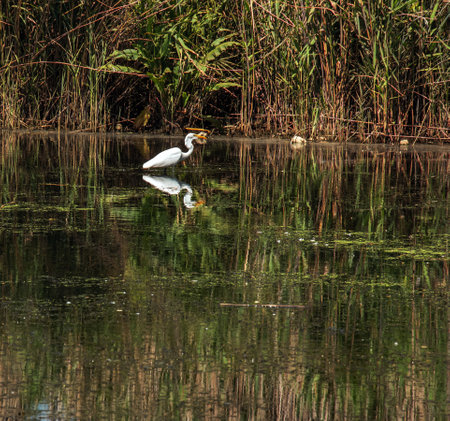 The European wild heron feeds in a river inlet with reeds. The bird catches food in the pond. The white plumage of a heron reflecting in the water.の写真素材