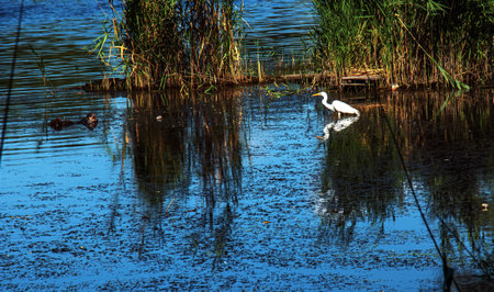 The European wild heron feeds in a river inlet with reeds. The bird catches food in the pond. The white plumage of a heron reflecting in the water.の写真素材