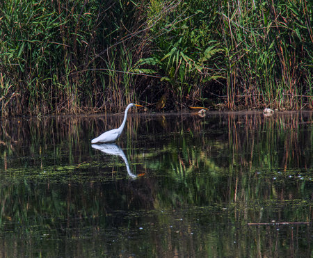 The European wild heron feeds in a river inlet with reeds. The bird catches food in the pond. The white plumage of a heron reflecting in the water.の写真素材