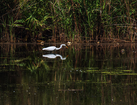 The European wild heron feeds in a river inlet with reeds. The bird catches food in the pond. The white plumage of a heron reflecting in the water.の写真素材