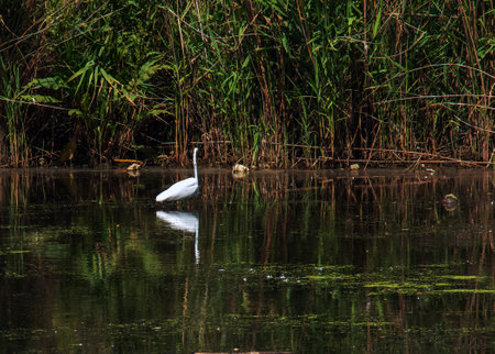 The European wild heron feeds in a river inlet with reeds. The bird catches food in the pond. The white plumage of a heron reflecting in the water.の写真素材