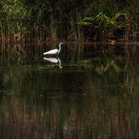 The European wild heron feeds in a river inlet with reeds. The bird catches food in the pond. The white plumage of a heron reflecting in the water.の写真素材
