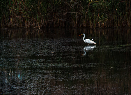The European wild heron feeds in a river inlet with reeds. The bird catches food in the pond. The white plumage of a heron reflecting in the water.の写真素材