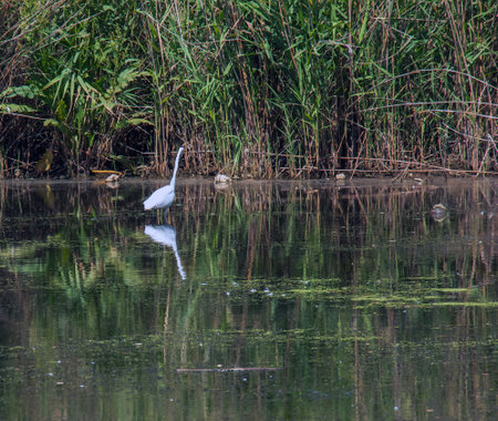 The European wild heron feeds in a river inlet with reeds. The bird catches food in the pond. The white plumage of a heron reflecting in the water.の写真素材