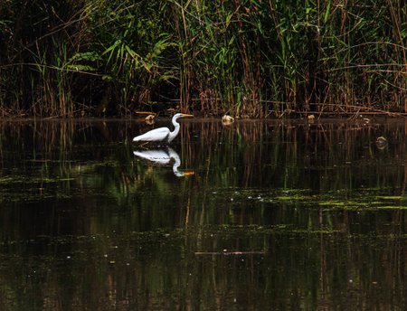 The European wild heron feeds in a river inlet with reeds. The bird catches food in the pond. The white plumage of a heron reflecting in the water.の写真素材