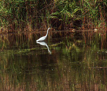The European wild heron feeds in a river inlet with reeds. The bird catches food in the pond. The white plumage of a heron reflecting in the water.の写真素材