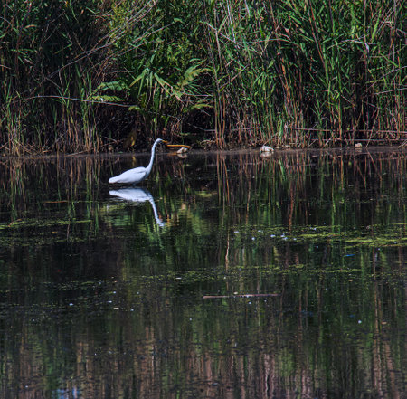 The European wild heron feeds in a river inlet with reeds. The bird catches food in the pond. The white plumage of a heron reflecting in the water.の写真素材