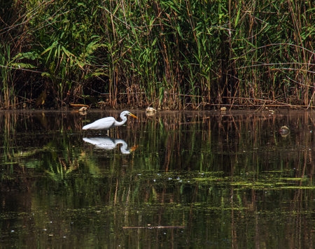 The European wild heron feeds in a river inlet with reeds. The bird catches food in the pond. The white plumage of a heron reflecting in the water.の写真素材