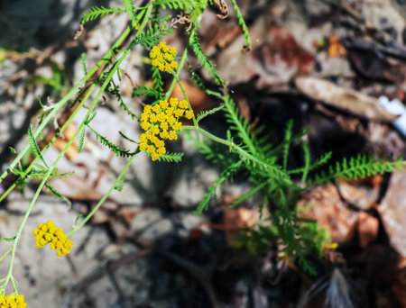 Flowers of Achillea ageratum, also known as sweet yarrow, in the garden. It is a flowering plant in the sunflower family, Asteraceae.の写真素材