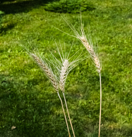 Yellow ears of wheat against the background of green grass on a bright sunny summer day.の写真素材