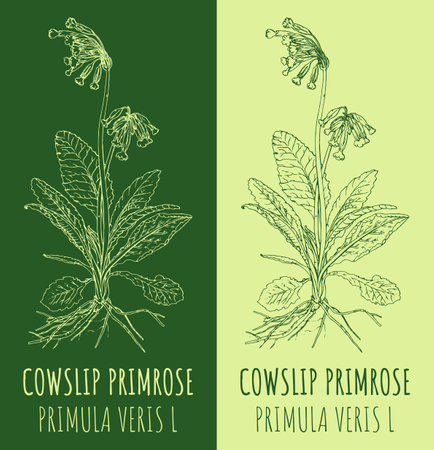 Vector drawing COWSLIP PRIMROSE. hand drawn illustration. The Latin name is PRIMULA VERIS L.のイラスト素材