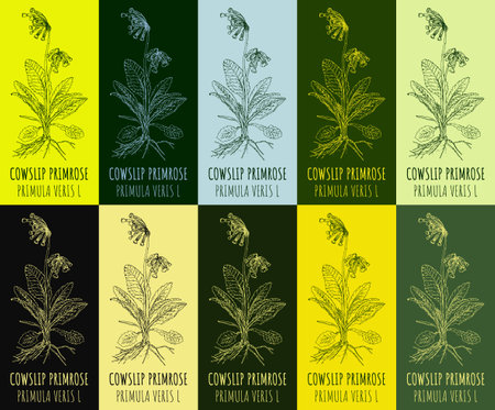 Set of vector drawing COWSLIP PRIMROSE in various colors. hand drawn illustration. The Latin name is PRIMULA VERIS L.のイラスト素材