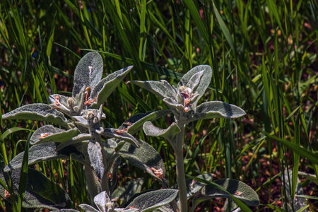 Lamb's ear Stachys L or Silver Carpet. Evergreen carpeting perennial, dense mat of grey-white, soft, woolly foliage with elliptic leaves forming a striking ground.の写真素材