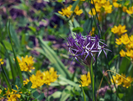 Purple allium cristophii flower blooming in spring. copyspace. selective focus.の写真素材