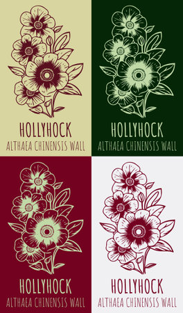 Set of vector drawing of HOLLYHOCK in various colors. hand drawn illustration. Latin name ALTHAEA CHINENSIS.のイラスト素材
