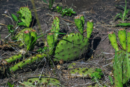 Prickly pear cactus or opuntia humifusa in the gardenの写真素材