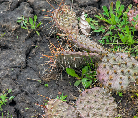 Prickly pear cactus or opuntia humifusa in the gardenの写真素材