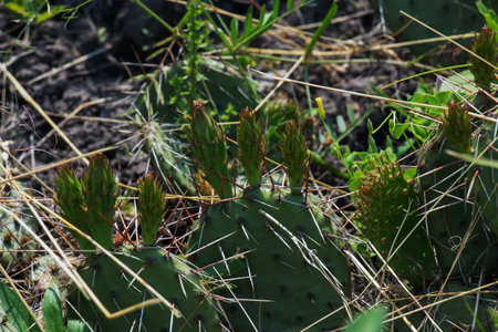 Prickly pear cactus or opuntia humifusa in the gardenの写真素材