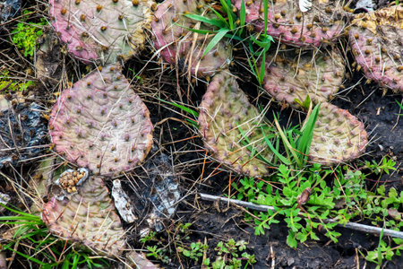 Prickly pear cactus or opuntia humifusa in the gardenの写真素材