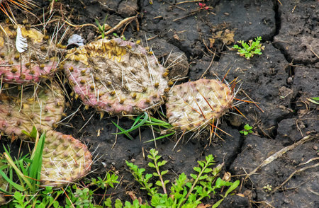Prickly pear cactus or opuntia humifusa in the gardenの写真素材