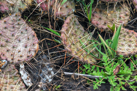 Prickly pear cactus or opuntia humifusa in the gardenの写真素材