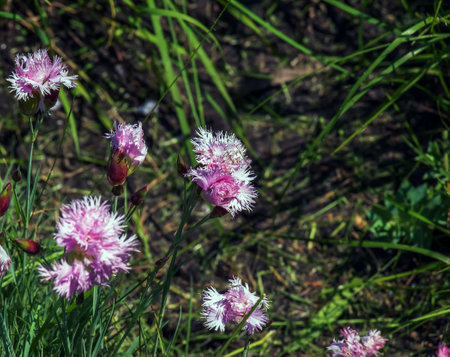 Closeup of group of bright pink flowers common pink, garden pink or wild pink or dianthus plumarius with symmetric petals with fringed margins in garden. floral backgroundの写真素材