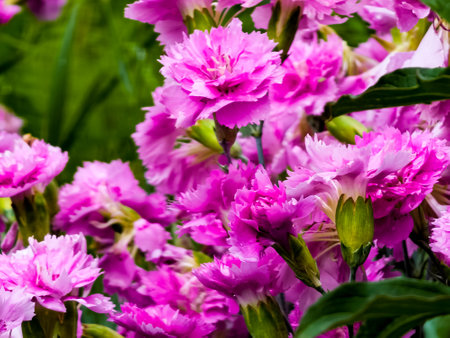 Closeup of group of bright pink flowers common pink, garden pink or wild pink or dianthus plumarius with symmetric petals with fringed margins in garden. floral backgroundの写真素材