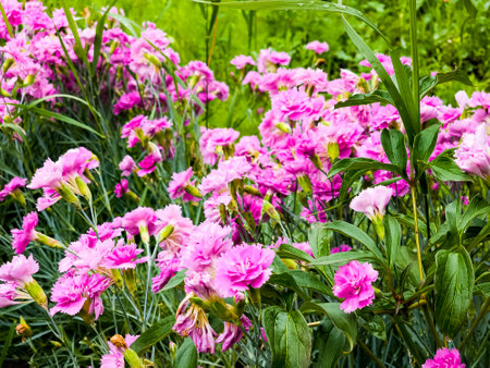 Closeup of group of bright pink flowers common pink, garden pink or wild pink or dianthus plumarius with symmetric petals with fringed margins in garden. floral backgroundの写真素材