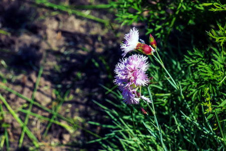 Closeup of group of bright pink flowers common pink, garden pink or wild pink or dianthus plumarius with symmetric petals with fringed margins in garden. floral backgroundの写真素材