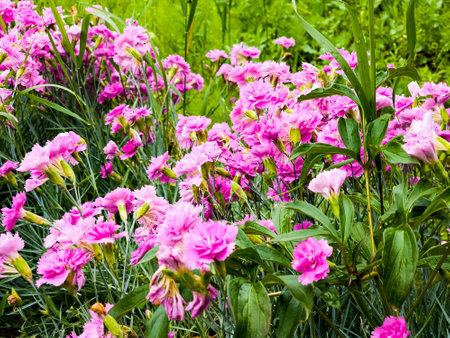 Closeup of group of bright pink flowers common pink, garden pink or wild pink or dianthus plumarius with symmetric petals with fringed margins in garden. floral backgroundの写真素材