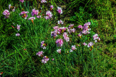 Closeup of group of bright pink flowers common pink, garden pink or wild pink or dianthus plumarius with symmetric petals with fringed margins in garden. floral backgroundの写真素材