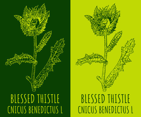 Vector drawing BLESSED THISTLE. hand drawn illustration. The Latin name is CNICUS BENEDICTUS L.のイラスト素材