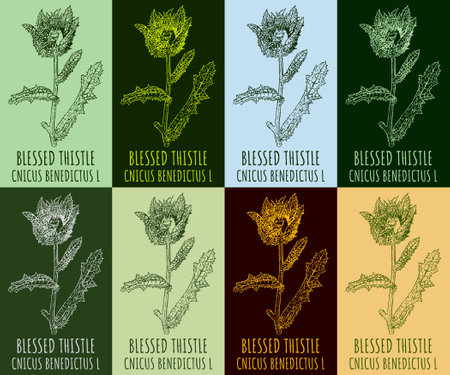 Set of vector drawing BLESSED THISTLE in various colors. hand drawn illustration. The Latin name is CNICUS BENEDICTUS L.のイラスト素材