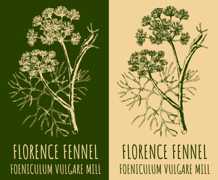 Vector drawing FLORENCE FENNEL . hand drawn illustration. The Latin name is FOENICULUM VULGARE.のイラスト素材