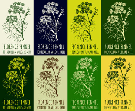 Set of vector drawing FLORENCE FENNEL in various colors. hand drawn illustration. The Latin name is FOENICULUM VULGARE.のイラスト素材