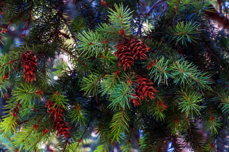 Branches of Pseudotsuga menziesii. Pseudotsuga menziesii cones and foliage. Larch branch.の写真素材