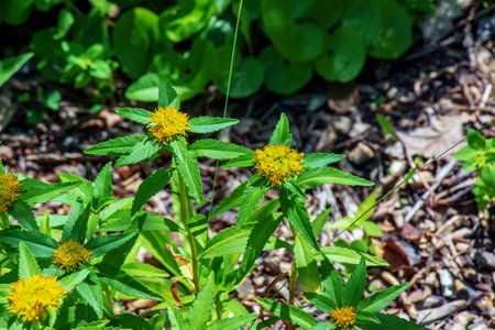 Bright yellow Bidens flowers with its daisy-like blooms on a sunny day. spring time in the gardenの写真素材